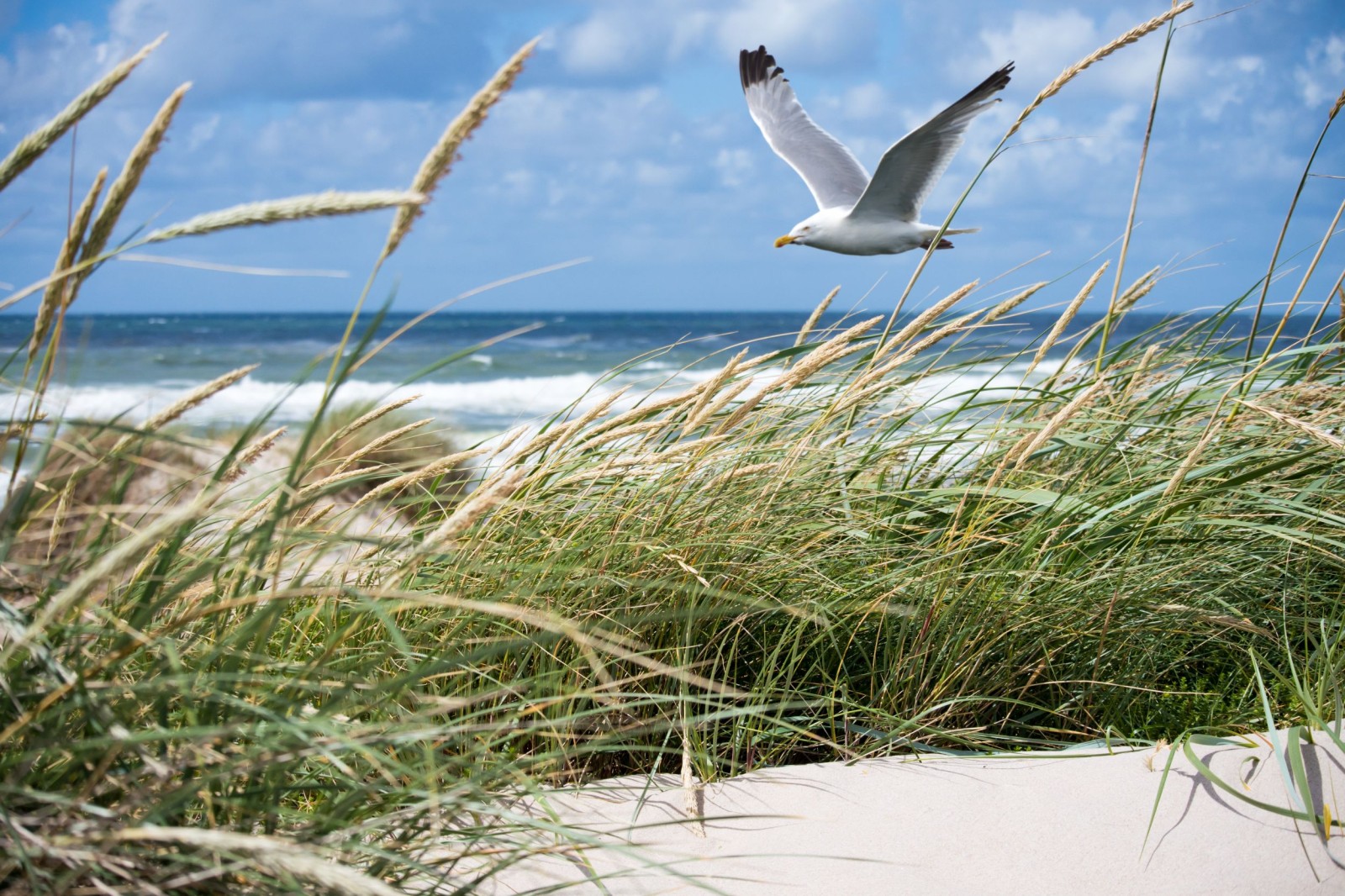 Noordzee-kust-zee-duinen-zeemeeuw.jpg