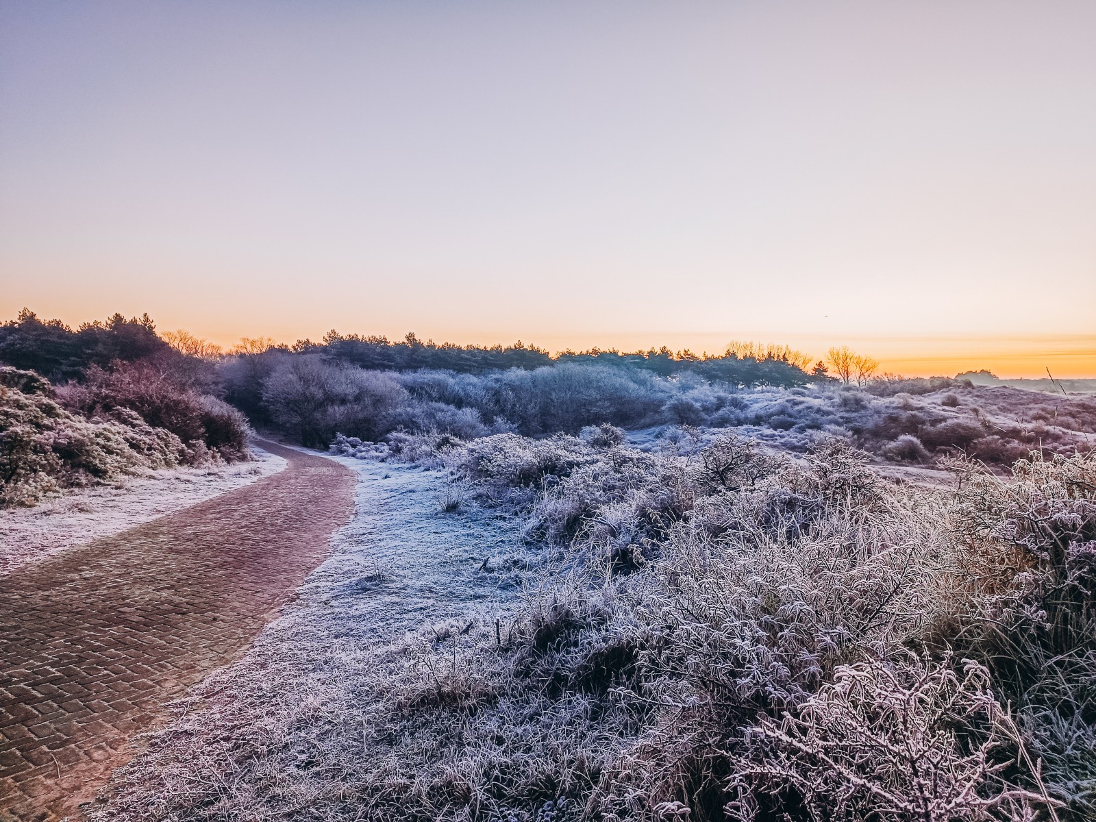 Winter duinen 2 - Egmond aan zee